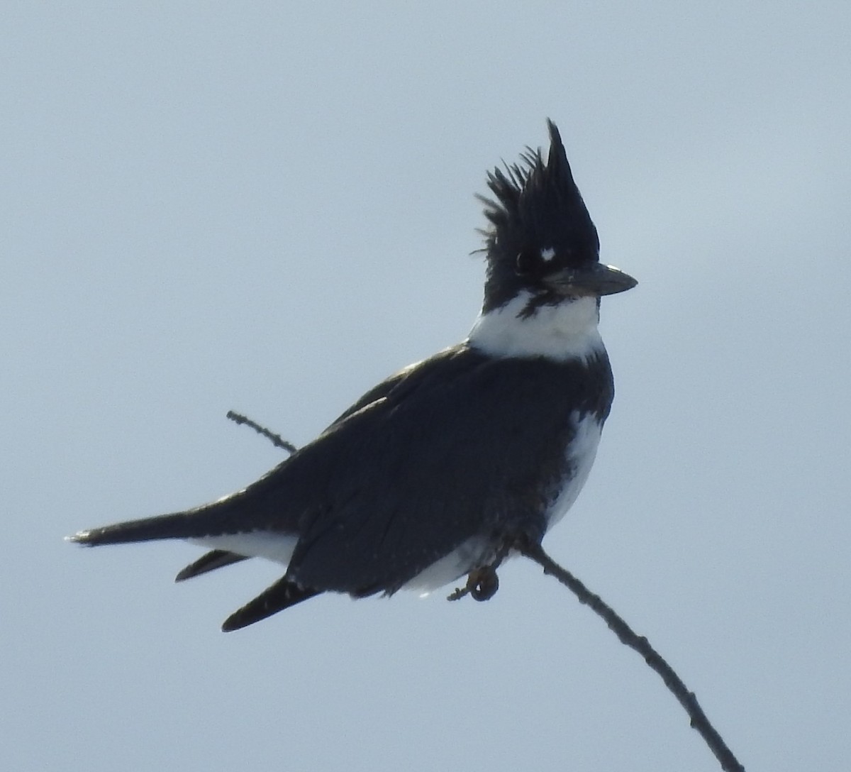 Belted Kingfisher - ML74388441