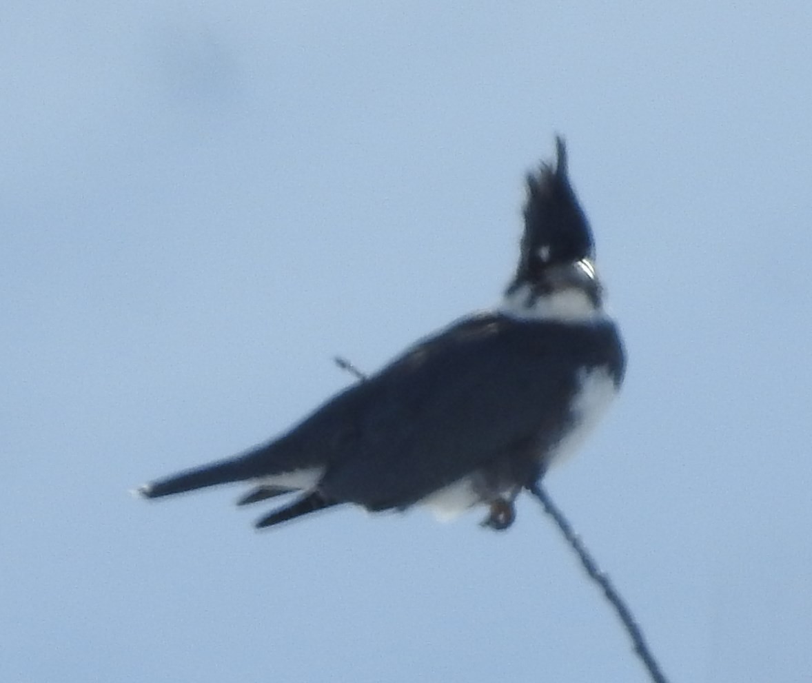 Belted Kingfisher - ML74388451