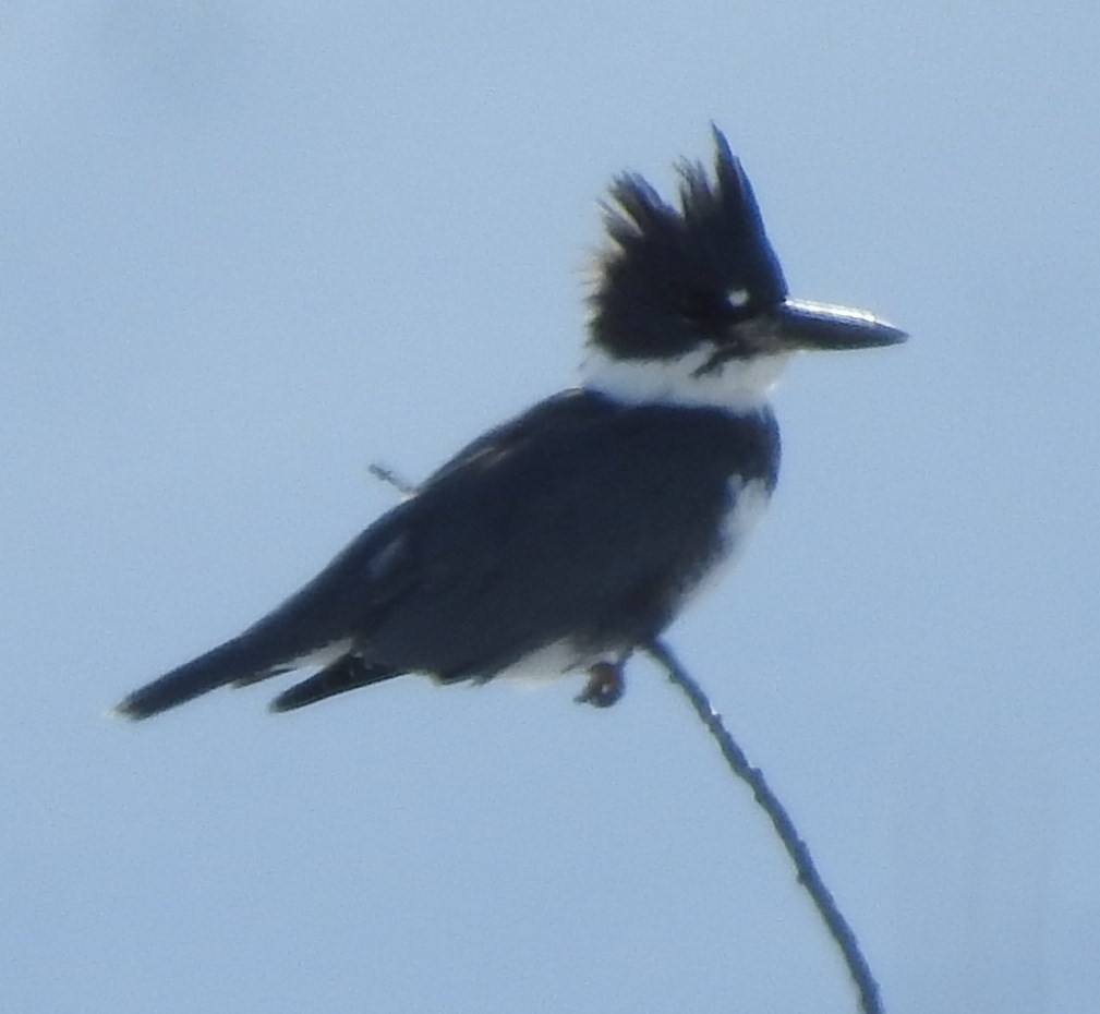 Belted Kingfisher - ML74388461