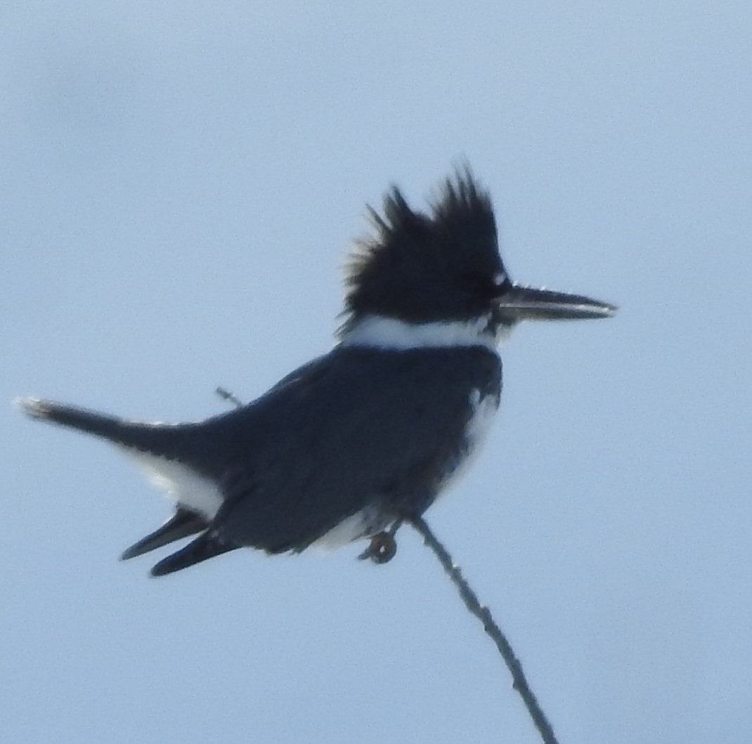 Belted Kingfisher - ML74388471