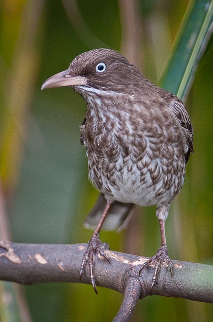  Pearly-eyed Thrasher (subspecies <em class="SciName">fuscatus</em>).