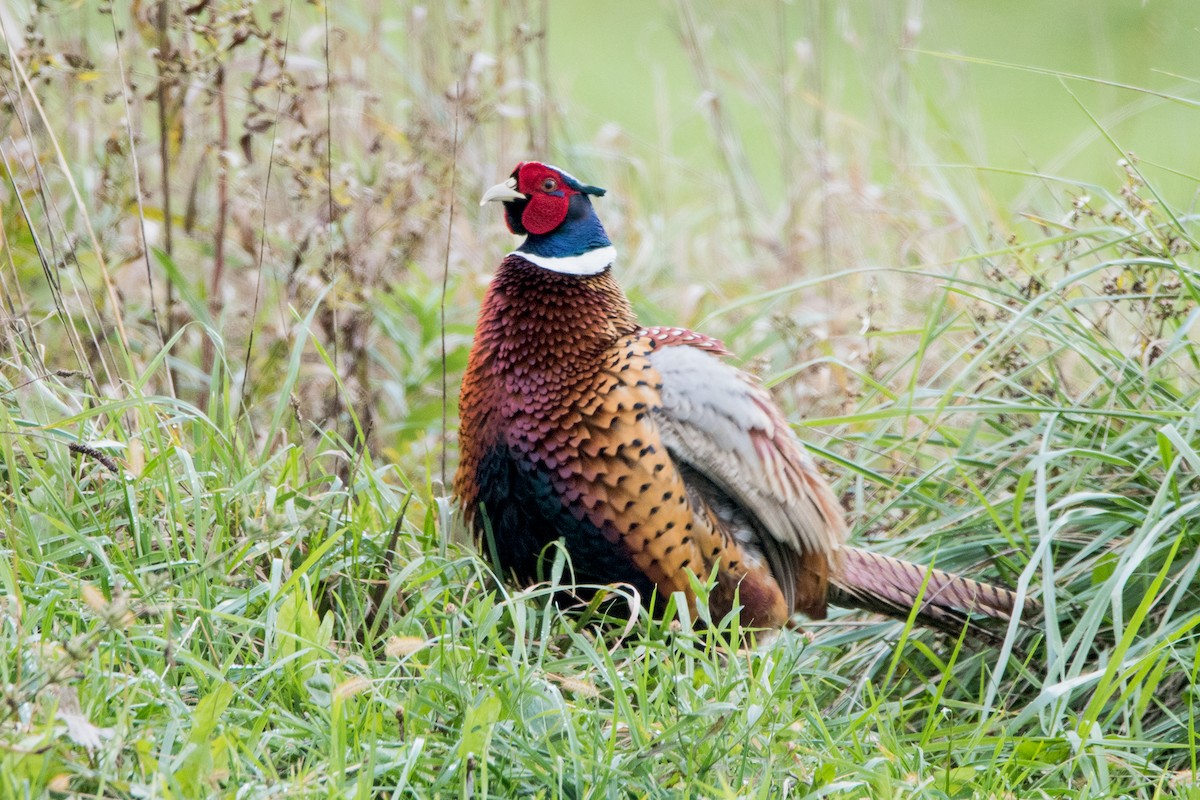 Ring-necked Pheasant - Sue Barth