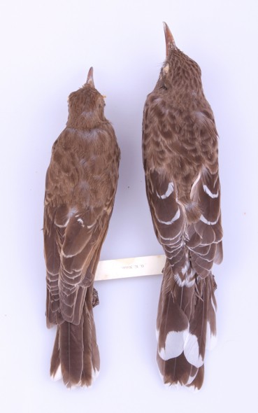 Dorsal view comparison:HY-F/AHY-F Pearly-eyed Thrasher. -  - 