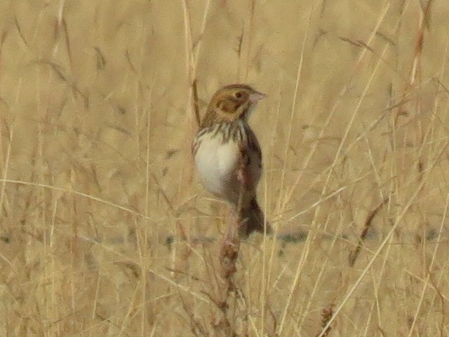 Baird's Sparrow - Kathy Kuyper