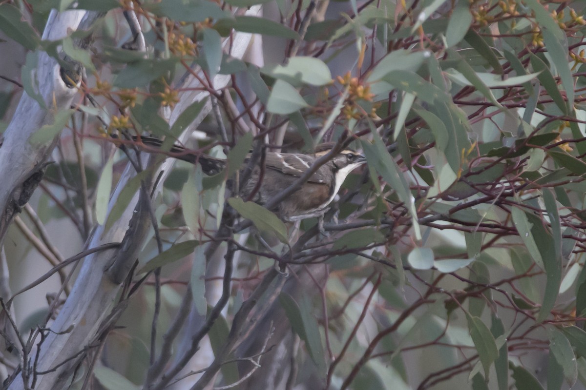 Chestnut-crowned Babbler - John Cantwell