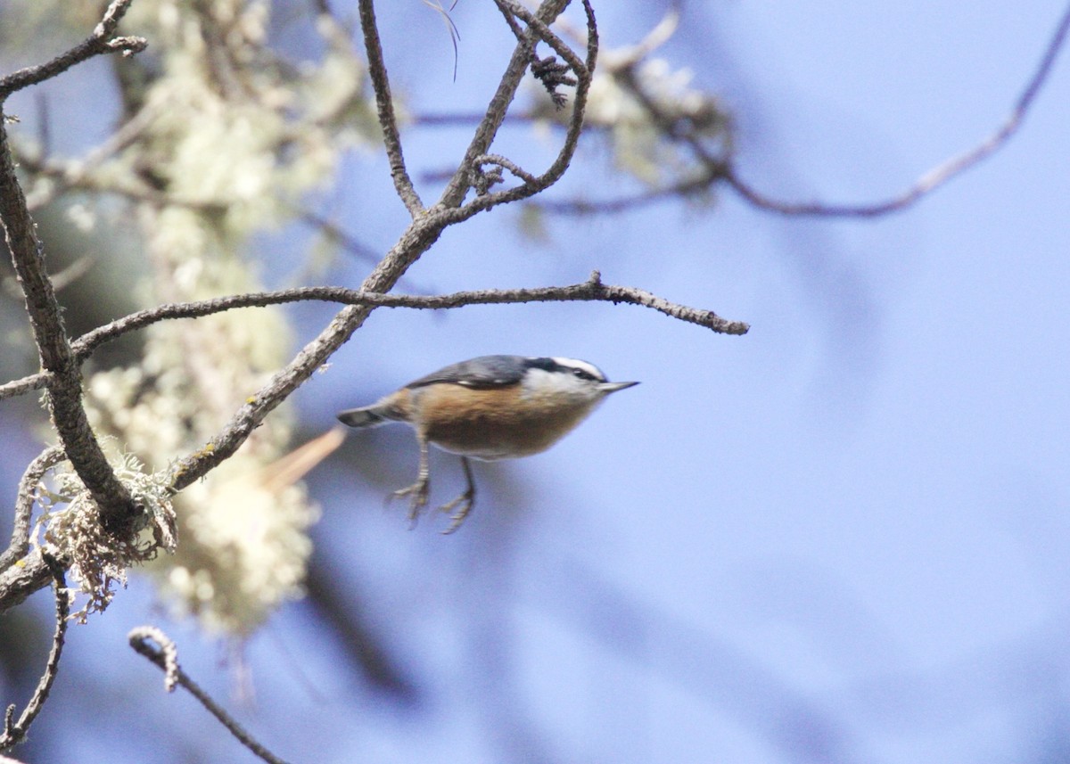 Red-breasted Nuthatch - ML74393111