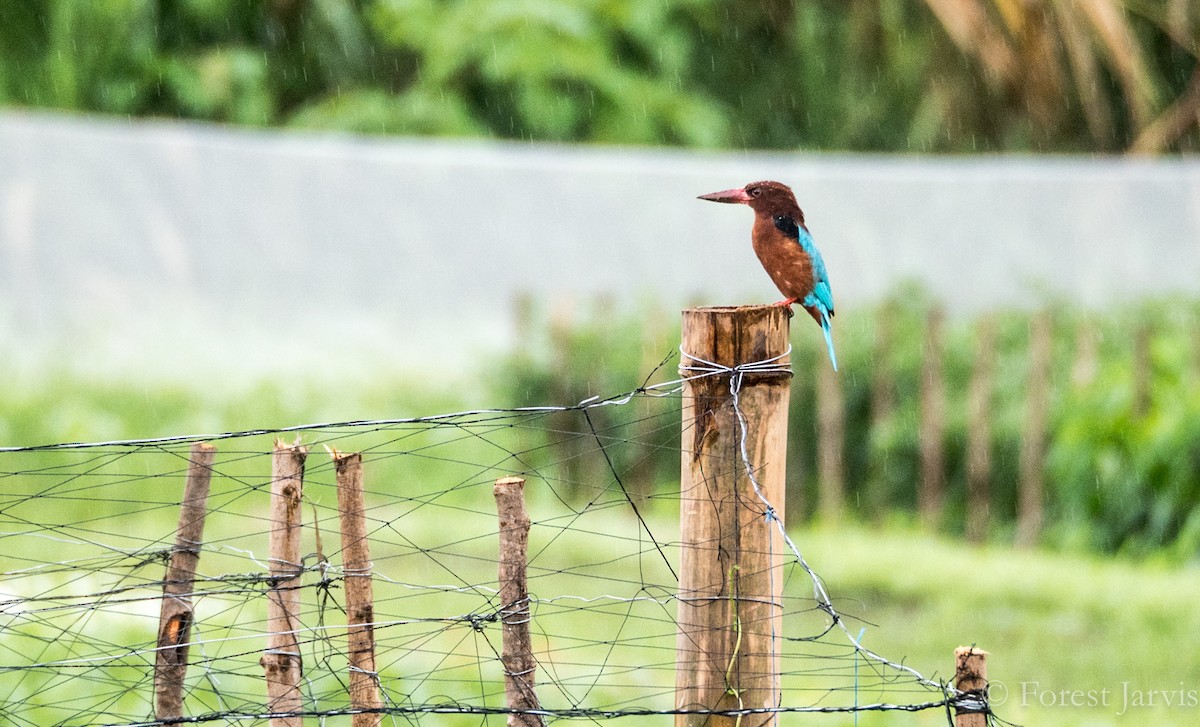Brown-breasted Kingfisher - ML74393771