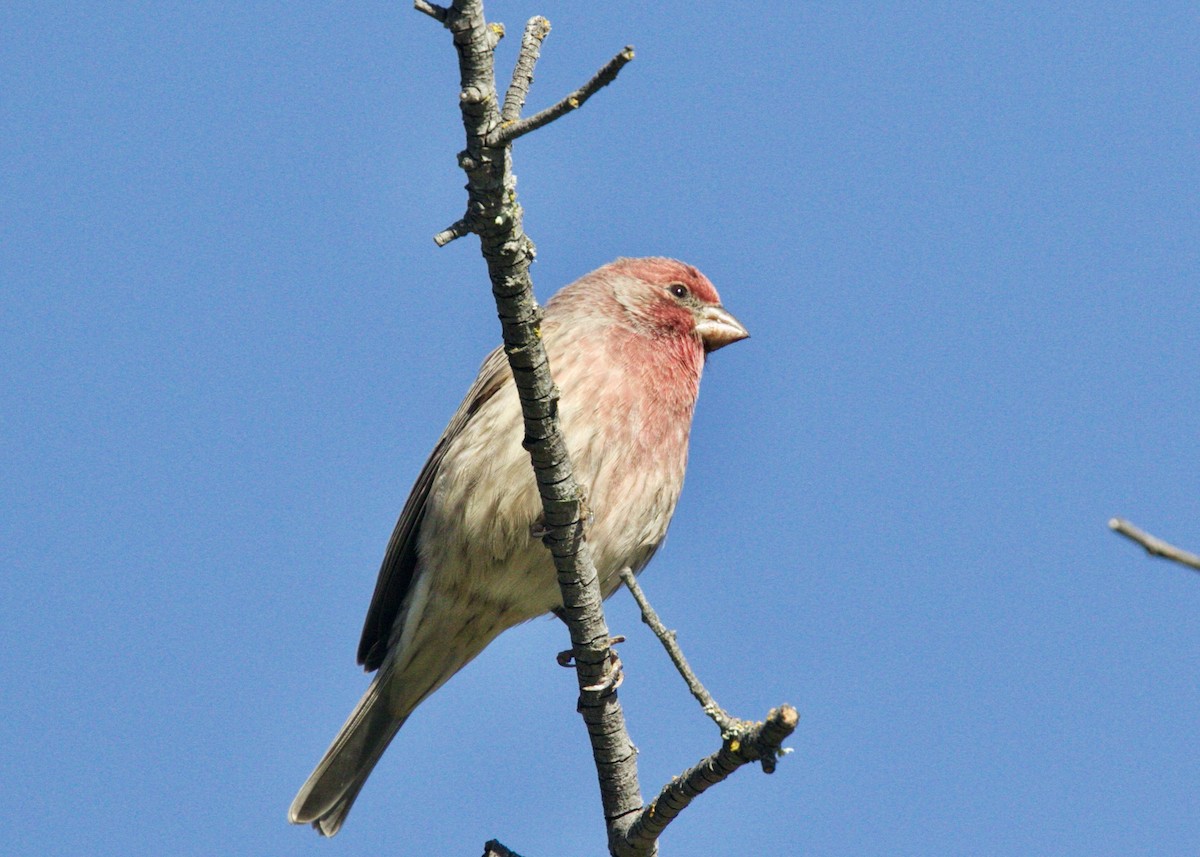 House Finch - Dave Bengston