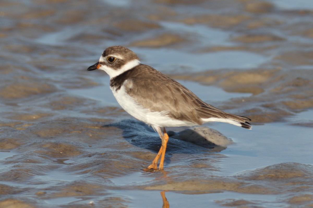 Semipalmated Plover - ML74400761