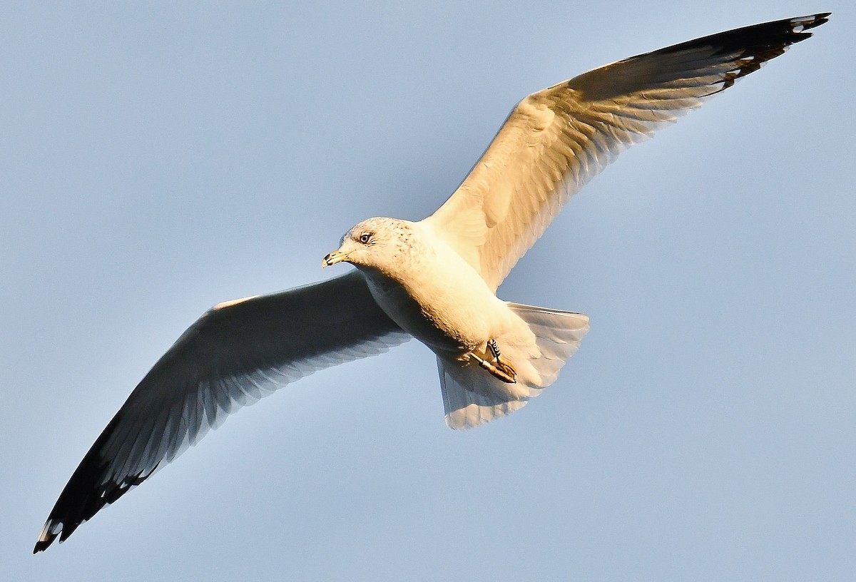 Ring-billed Gull - André Lanouette