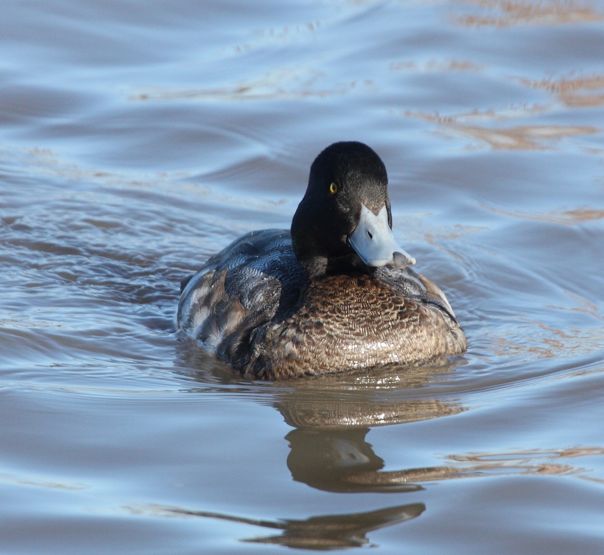 Greater Scaup - Andrew Steele