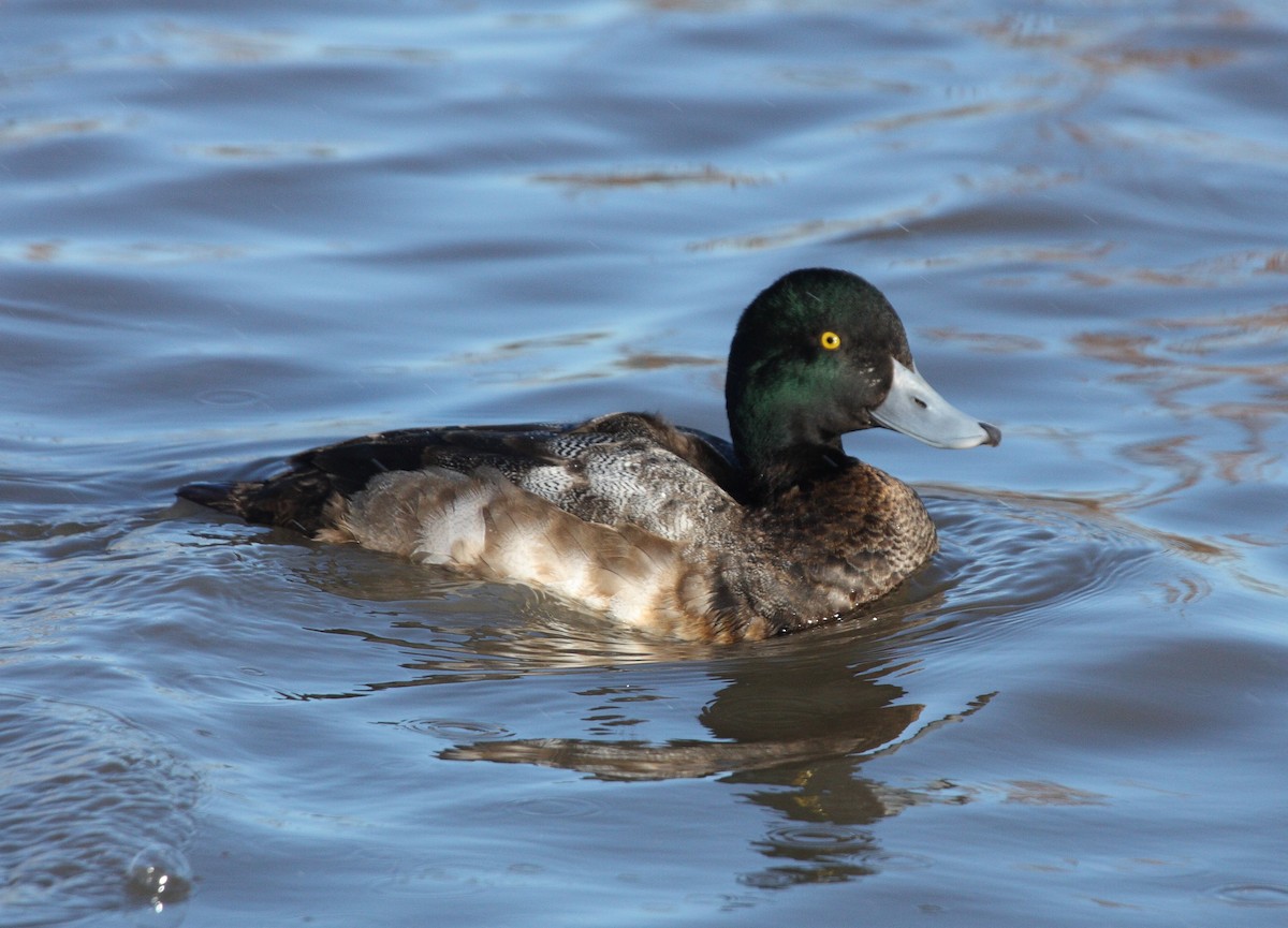 Greater Scaup - ML74404321