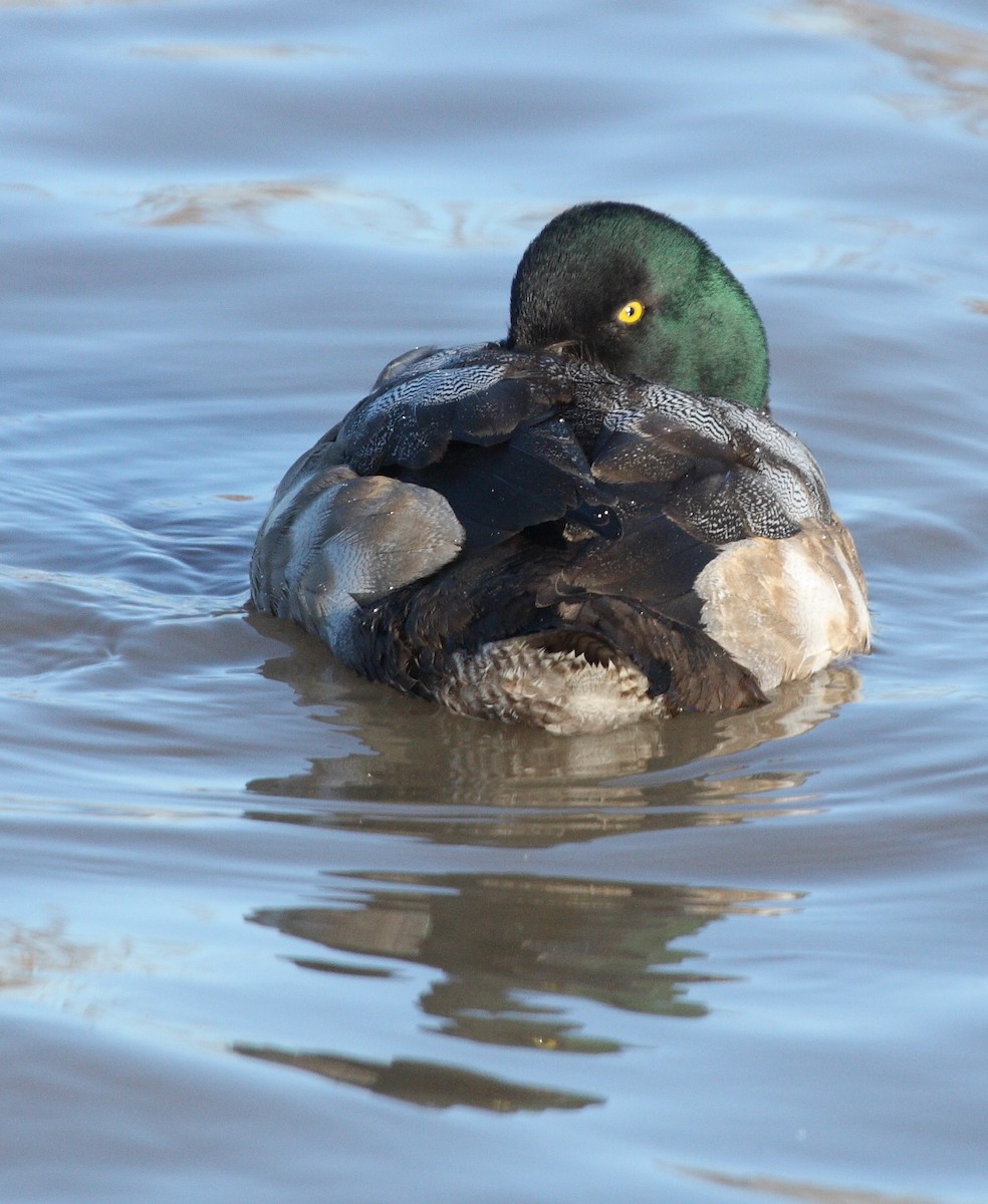 Greater Scaup - ML74404341
