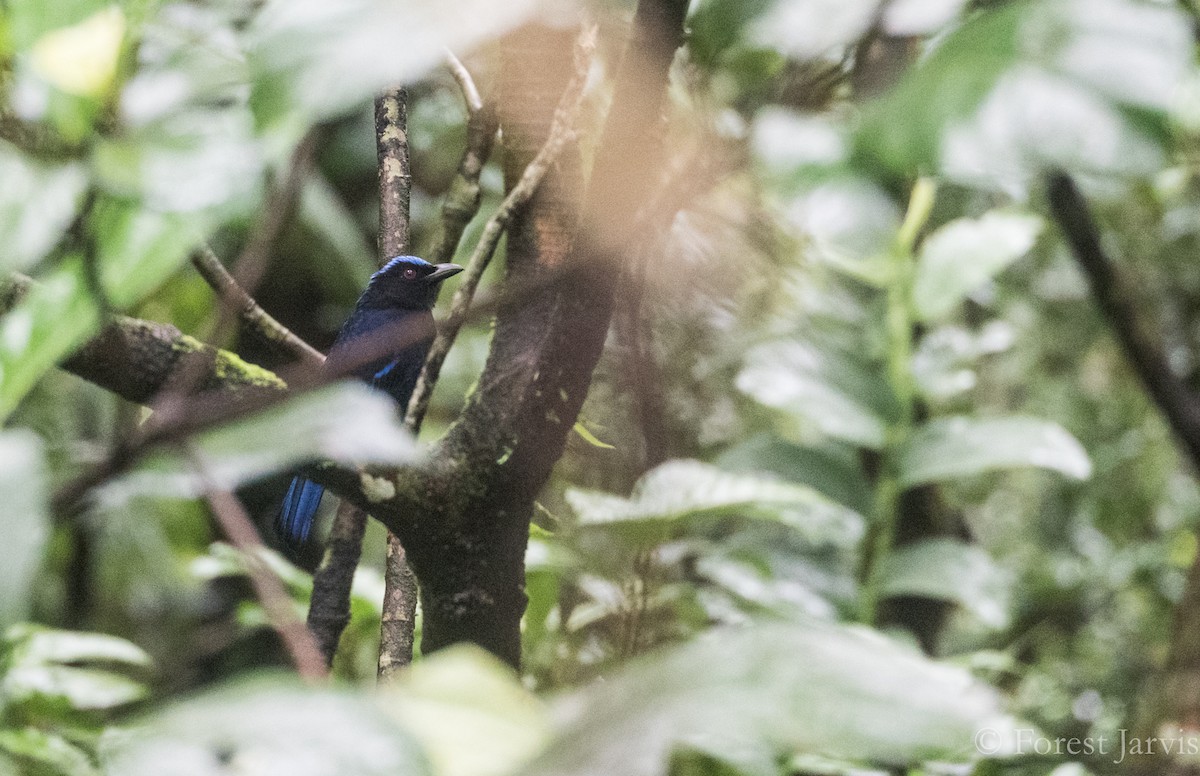 Philippine Fairy-bluebird - Forest Botial-Jarvis