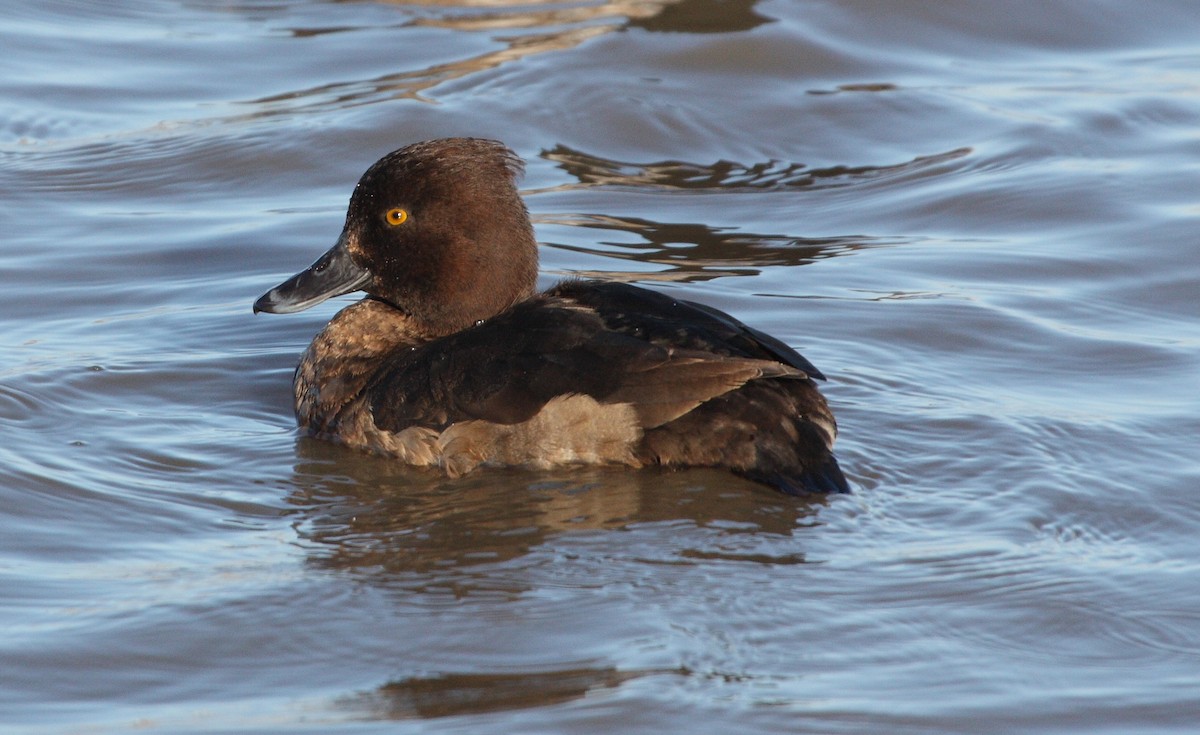 Tufted Duck - ML74404751