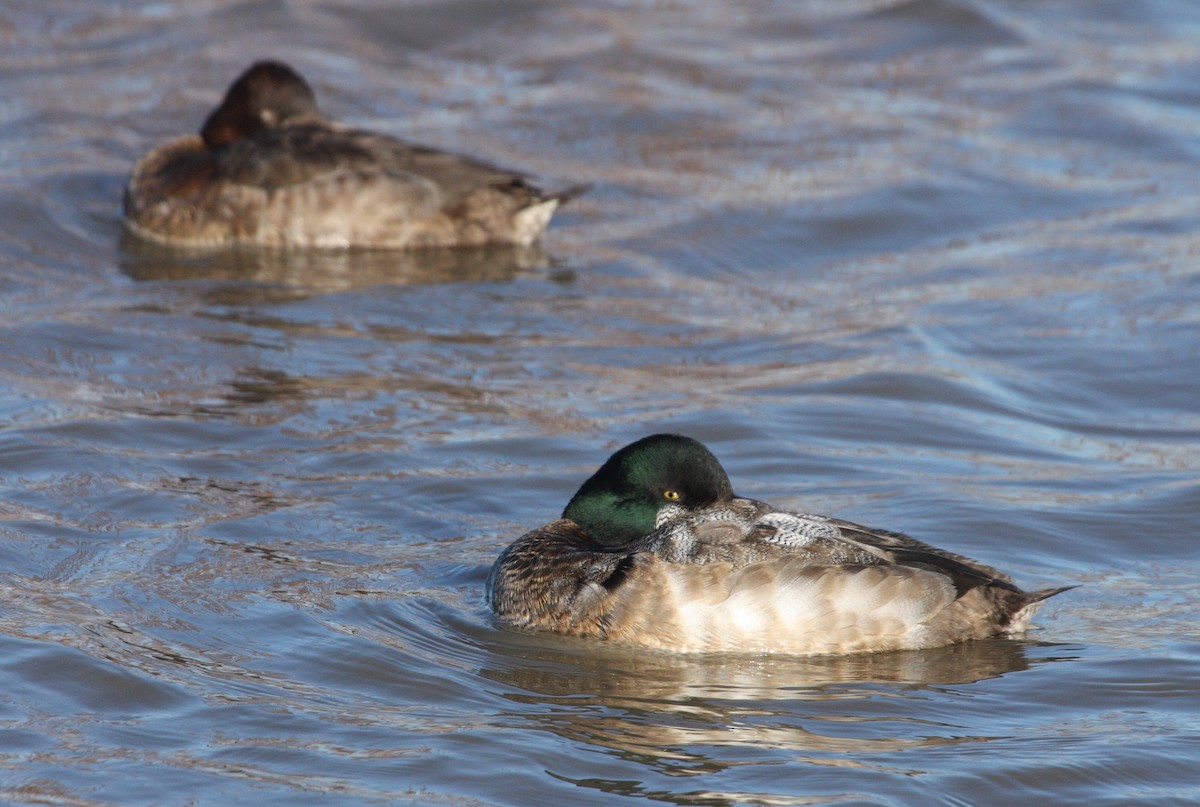 Greater Scaup - ML74404771
