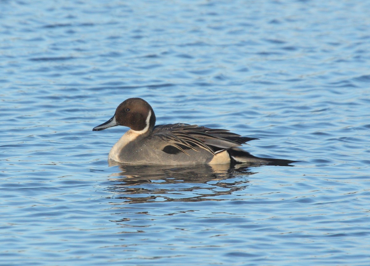 Northern Pintail - Andrew Steele
