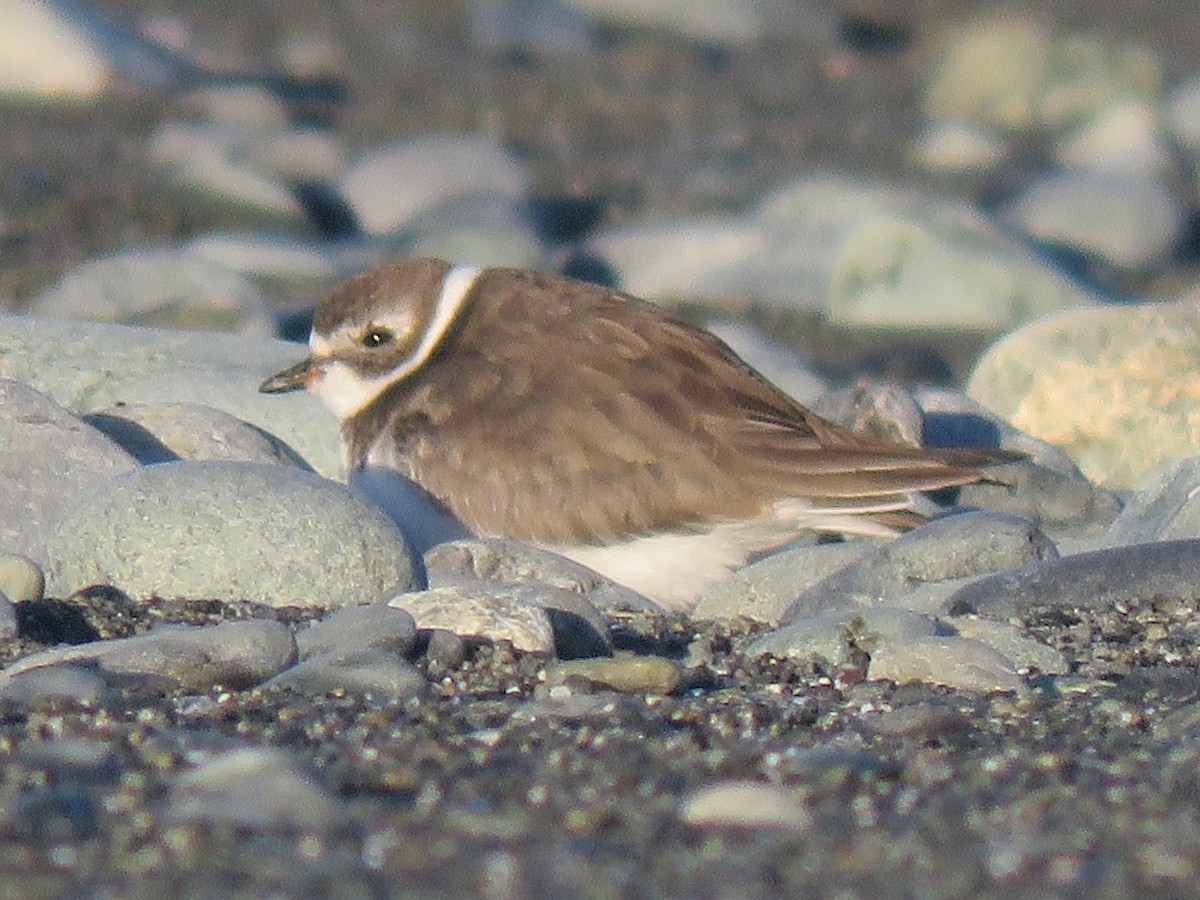 Semipalmated Plover - Lucas Brug