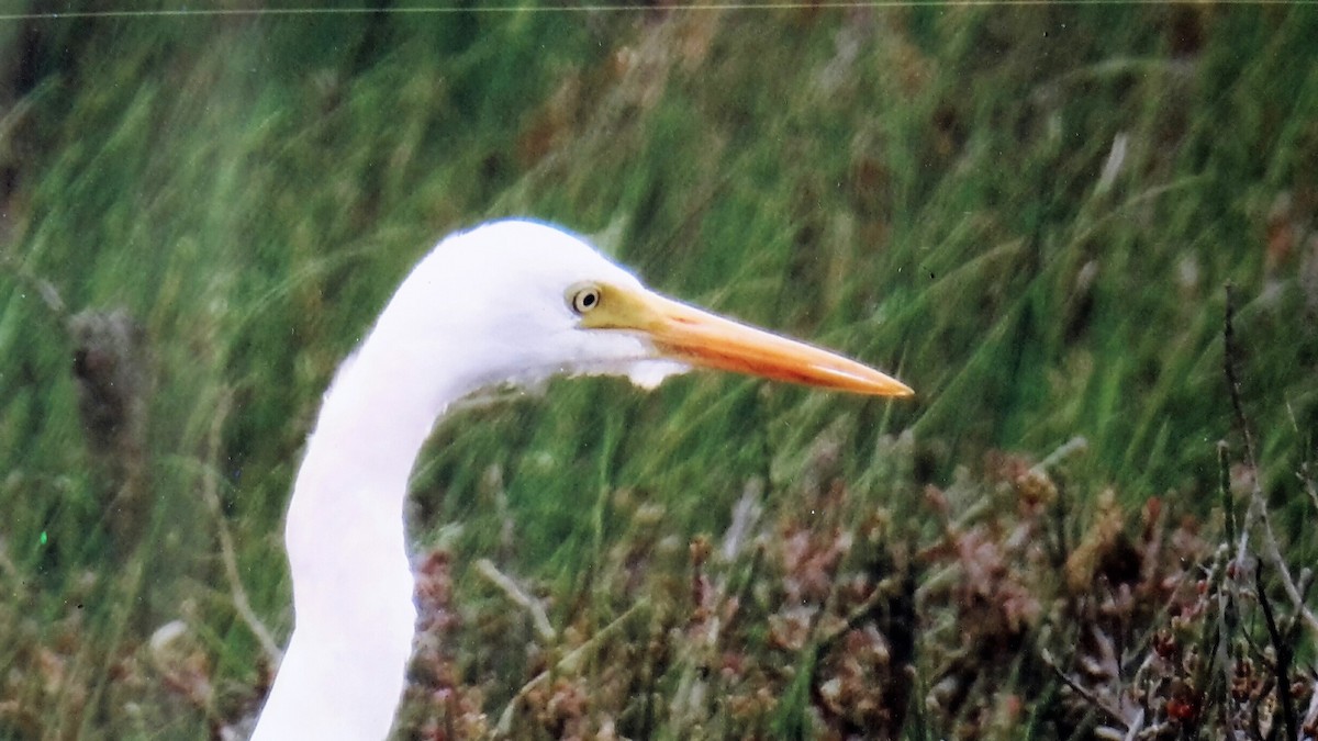 Plumed Egret - Geelong Field Naturalists Club Bird Group