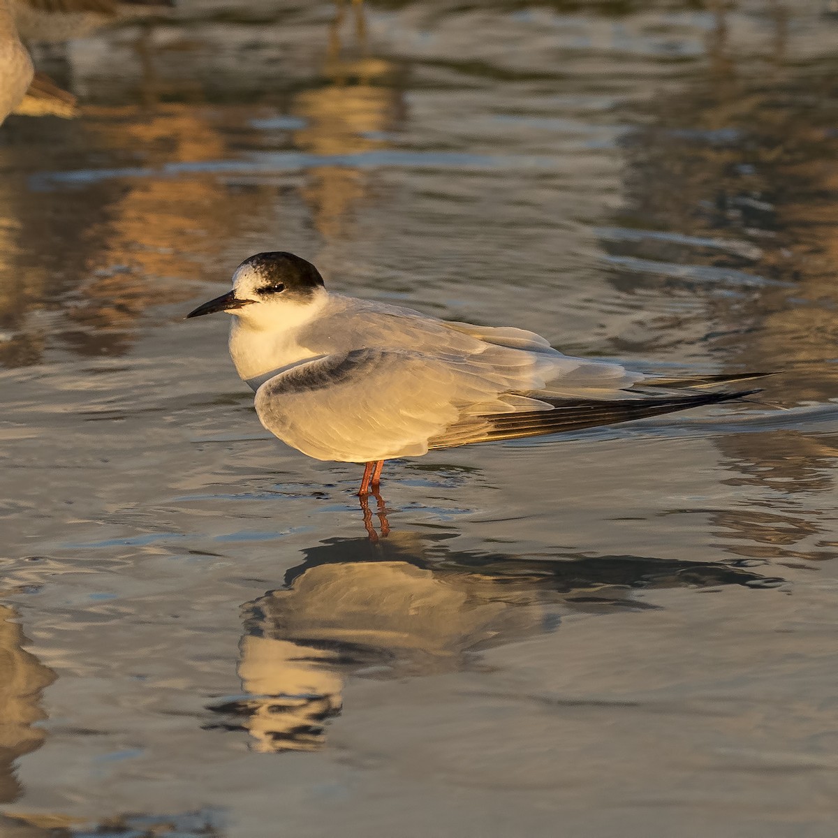 Common Tern - ML74411271
