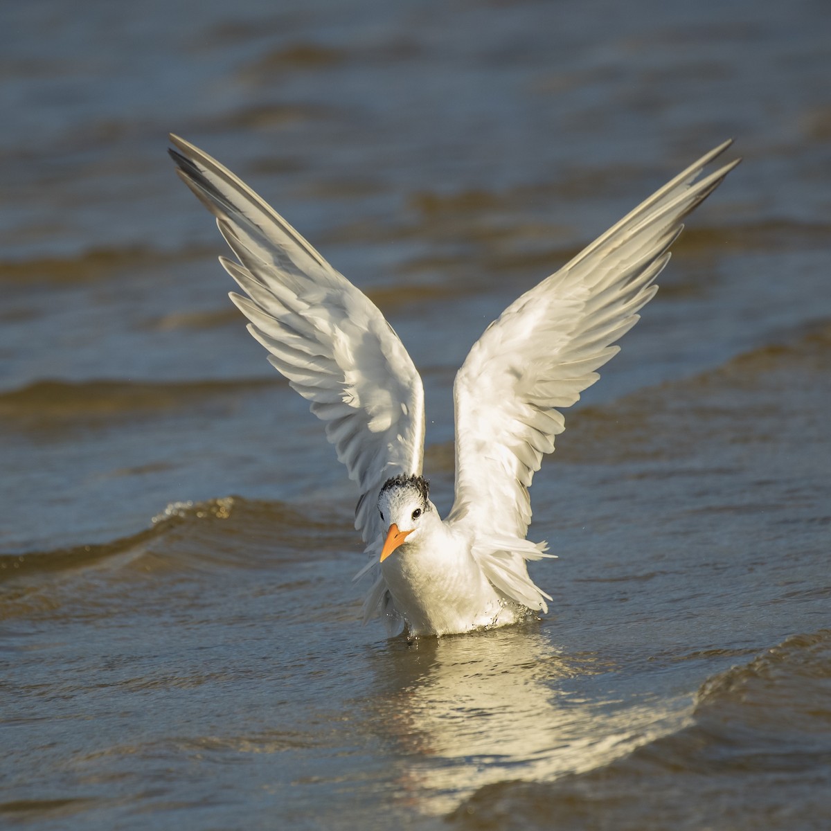 Royal Tern - Peter Hawrylyshyn