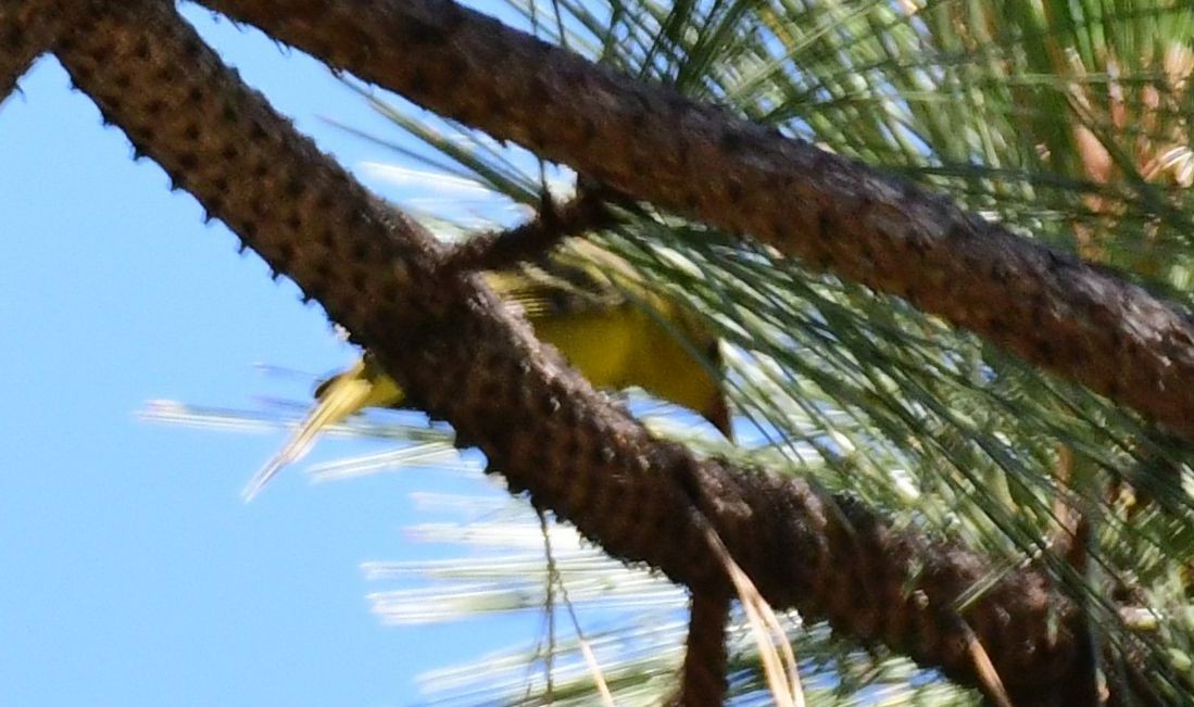 Western Tanager - ML74411581