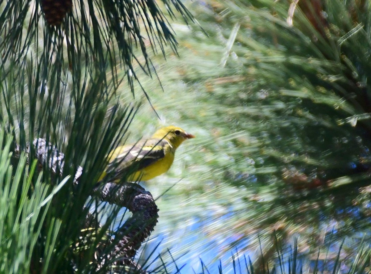 Western Tanager - ML74411591