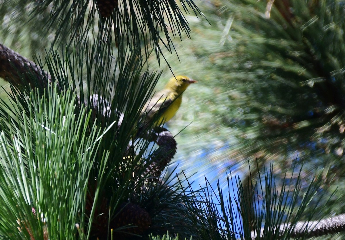 Western Tanager - ML74411611