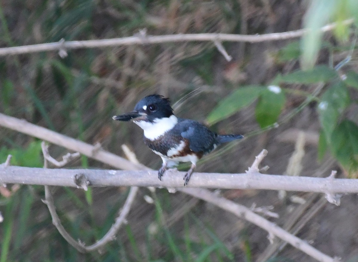 Belted Kingfisher - ML74412551