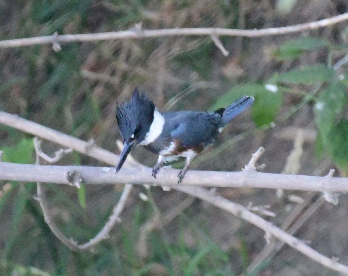 Belted Kingfisher - ML74412561