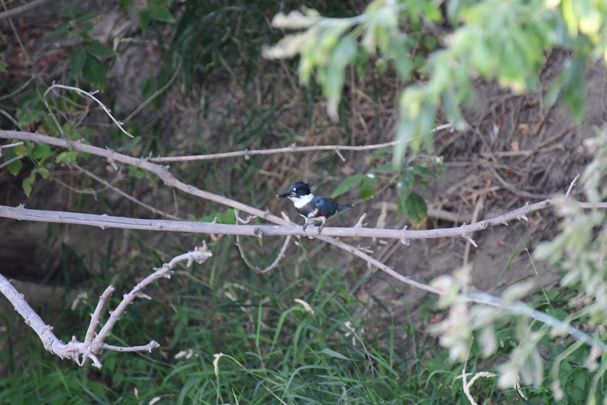 Belted Kingfisher - ML74412631