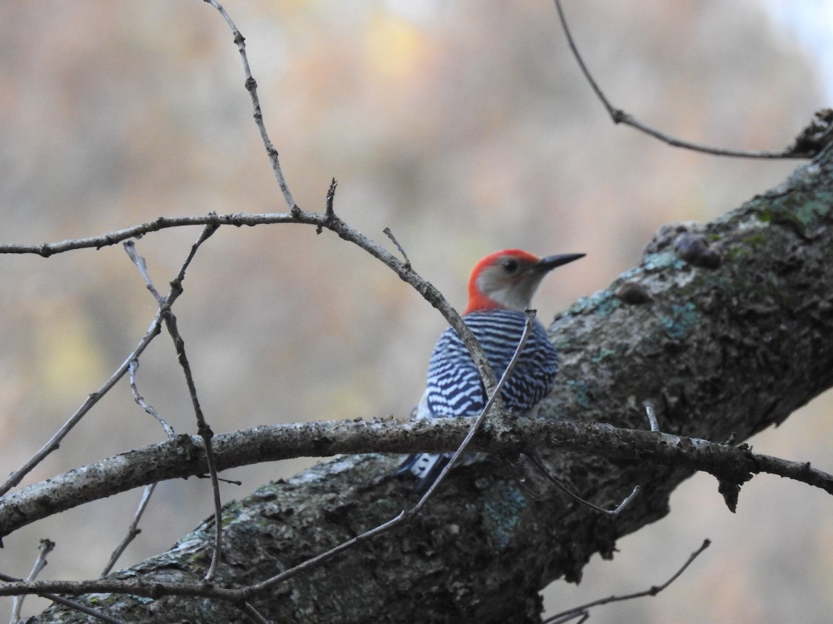Red-bellied Woodpecker - ML74412901