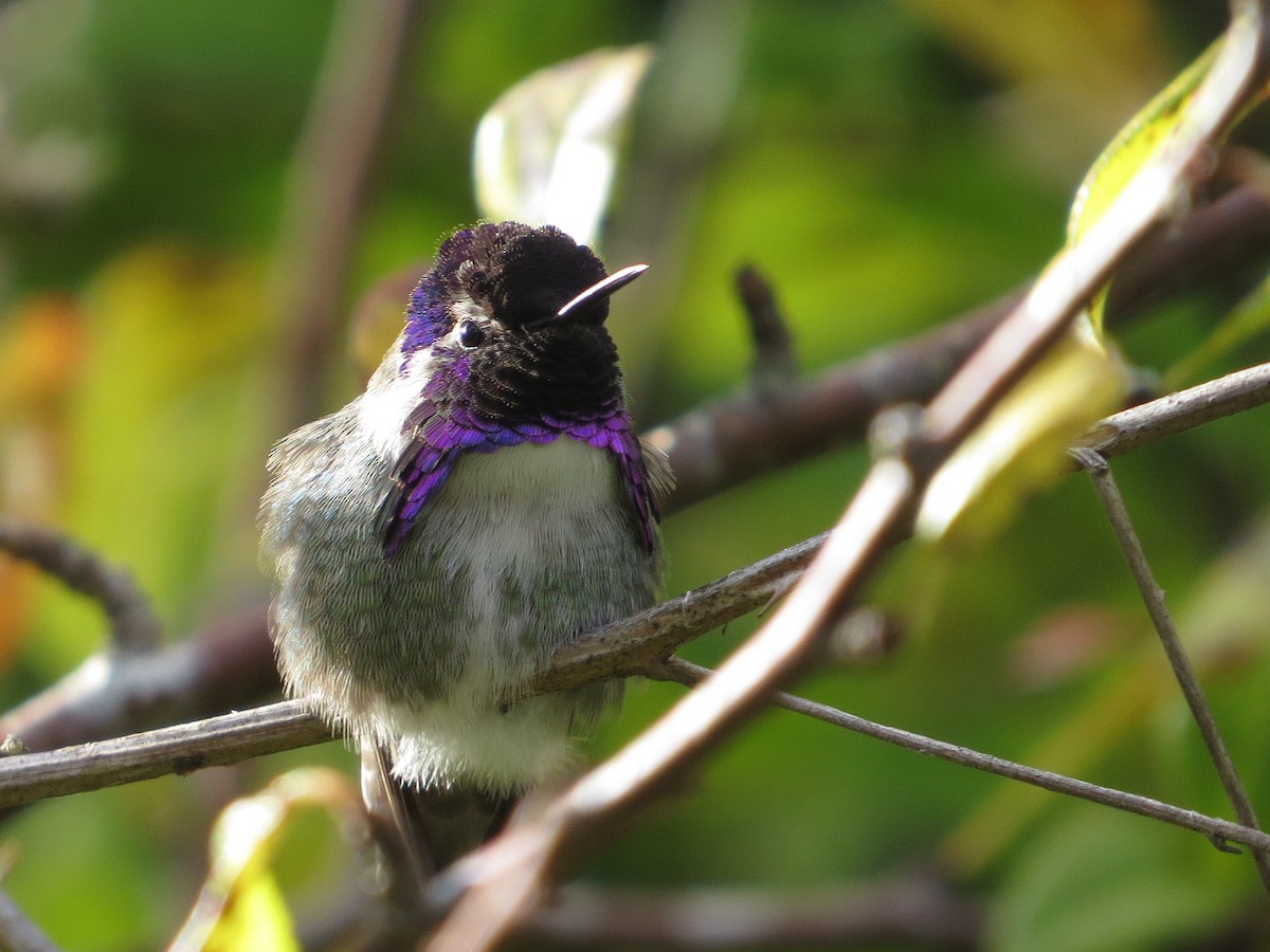 Costa's Hummingbird - ML74413481