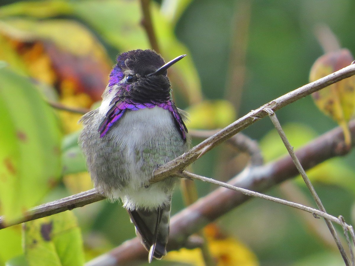 Costa's Hummingbird - ML74413501