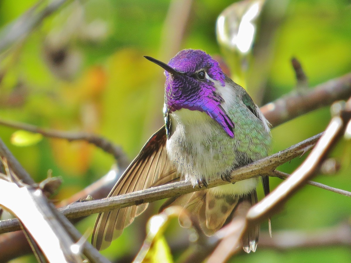 Costa's Hummingbird - ML74413511