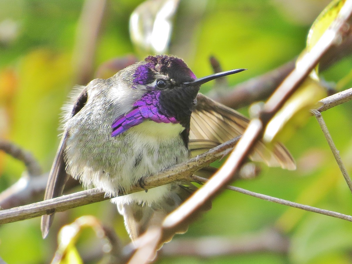 Costa's Hummingbird - ML74413521