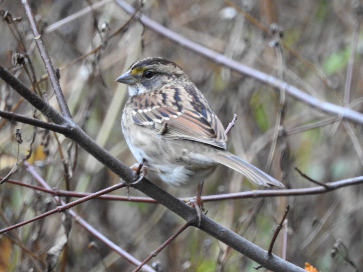 White-throated Sparrow - Eric R