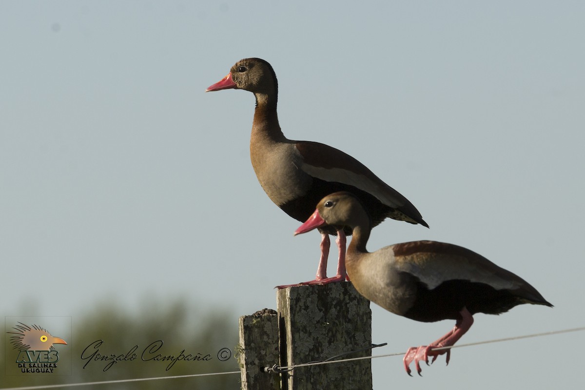 Black-bellied Whistling-Duck - Gonzalo Campaña Fourcade