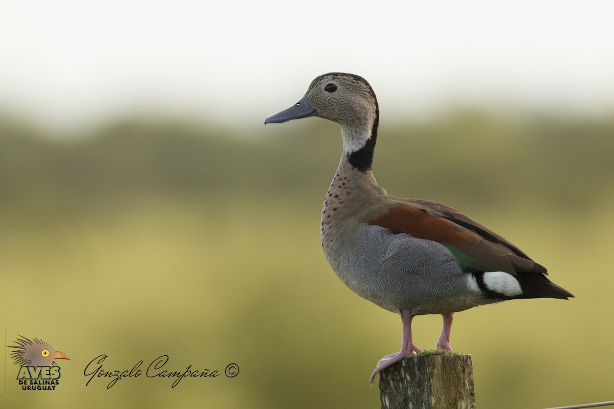 Ringed Teal - Gonzalo Campaña Fourcade