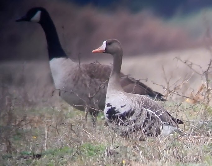 Greater White-fronted Goose - David W Foster