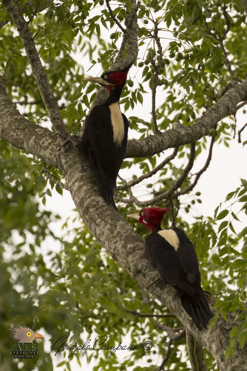 Cream-backed Woodpecker - Gonzalo Campaña Fourcade