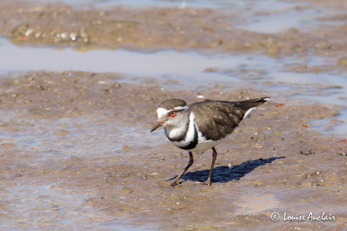 Three-banded Plover - Louise Auclair