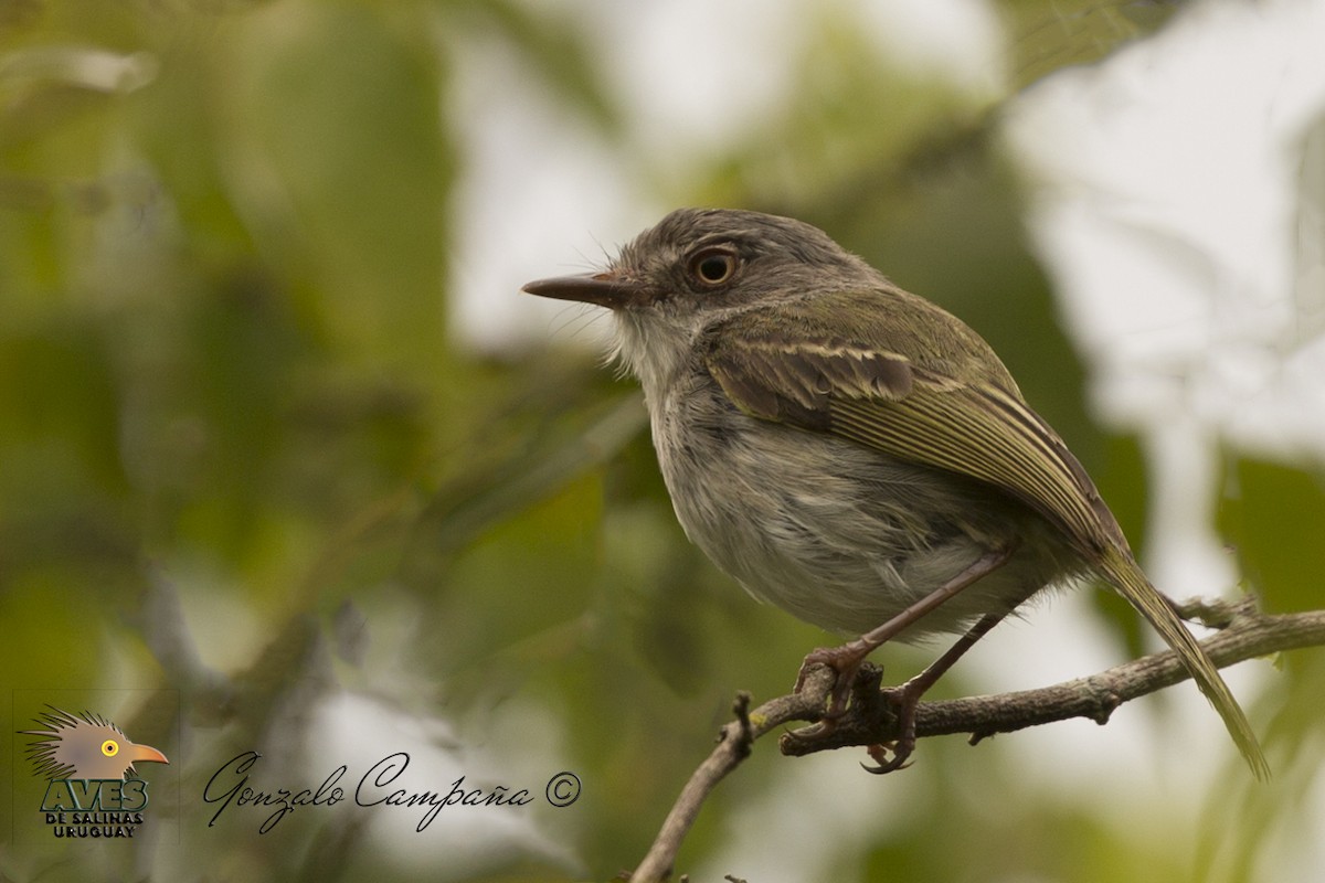 Pearly-vented Tody-Tyrant - ML74416751
