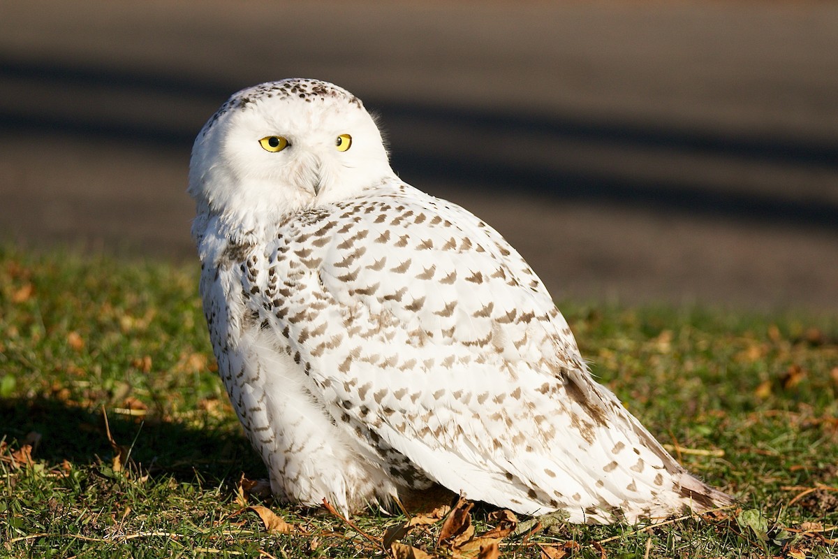 Snowy Owl - John P Richardson