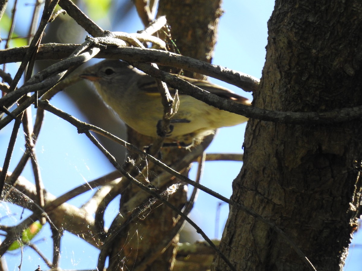 Southern Mouse-colored Tyrannulet - ML74418901