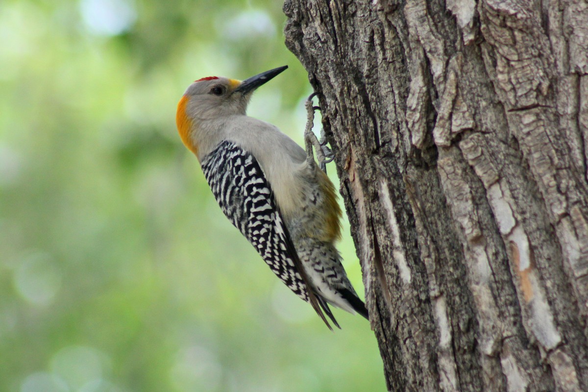 Golden-fronted Woodpecker - ML74420521
