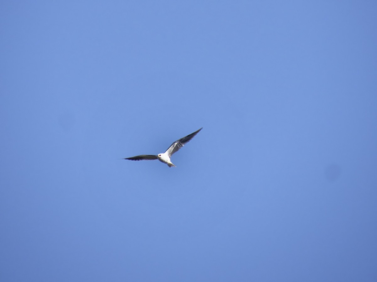 White-tailed Kite - Betsy Avila