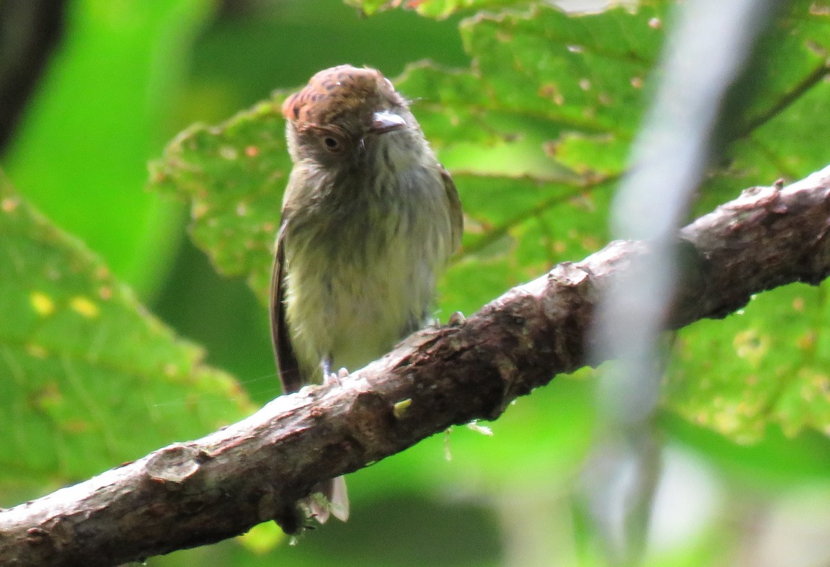 Scale-crested Pygmy-Tyrant - ML74421871
