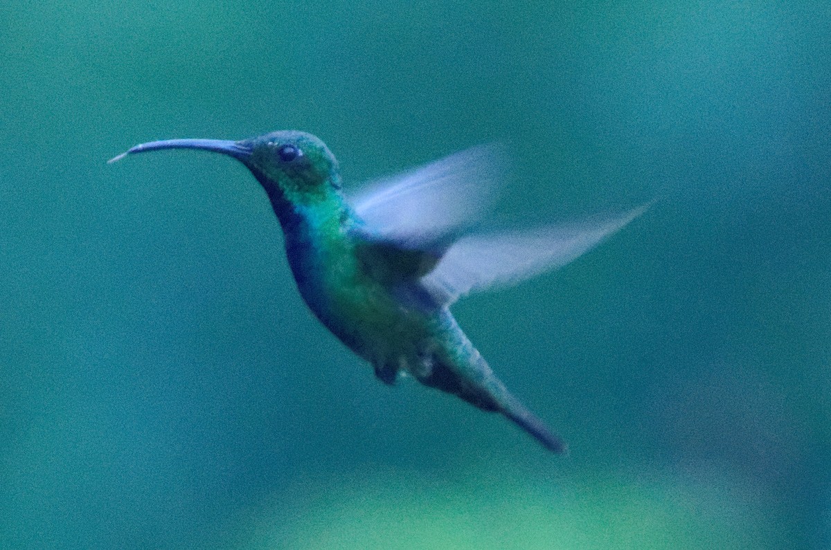 kolibřík lesklý - ML74422211