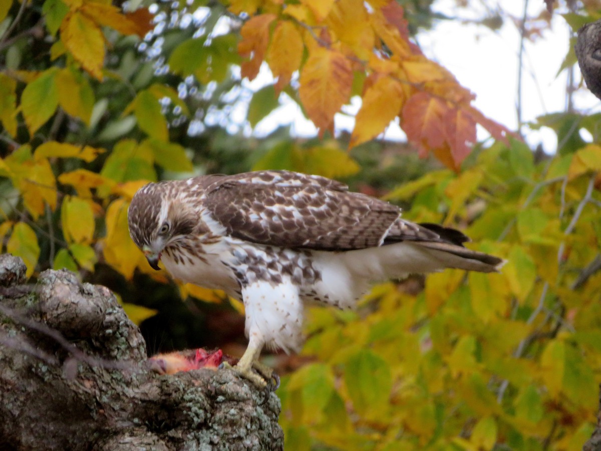Red-tailed Hawk - ML74422241
